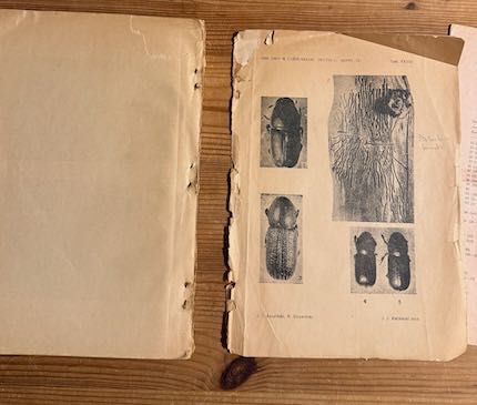 Korniki ziem Polski J.J. Karpiński, K. Strawiński 1948