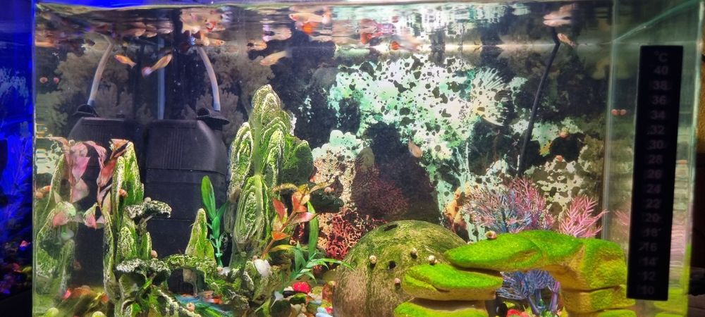 Guppys peixes de aquario