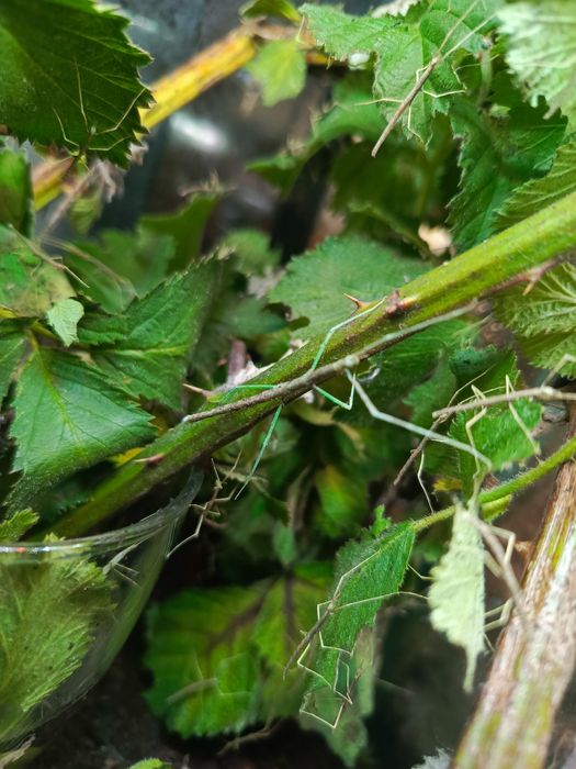 Patyczak - Medauroidea extradentata "blue" patyczaki rogate