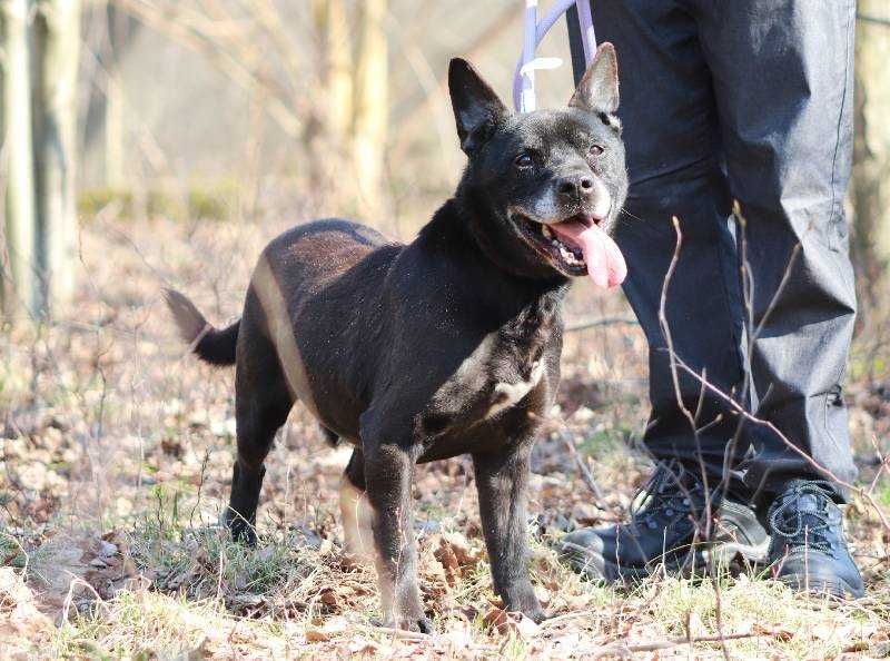 Wesoły, bezproblemowy Lizak szuka domu