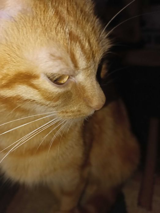 Соня гарненька киця