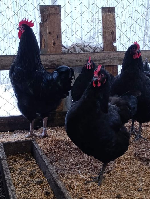 Інкубаційні яйця Джерсійського гіганта.