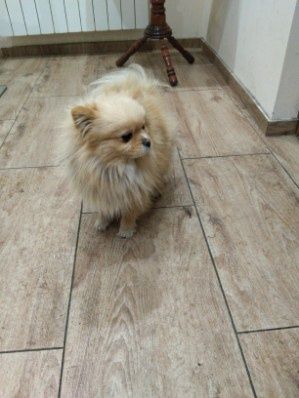 Szpic pomeranian