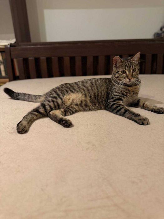 молодий кіт ,любить бавитись і муркотіти, ніжний і красивий