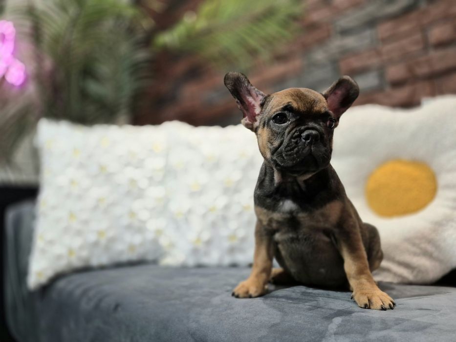 dziewczynka buldog francuski gotowa do odbioru
