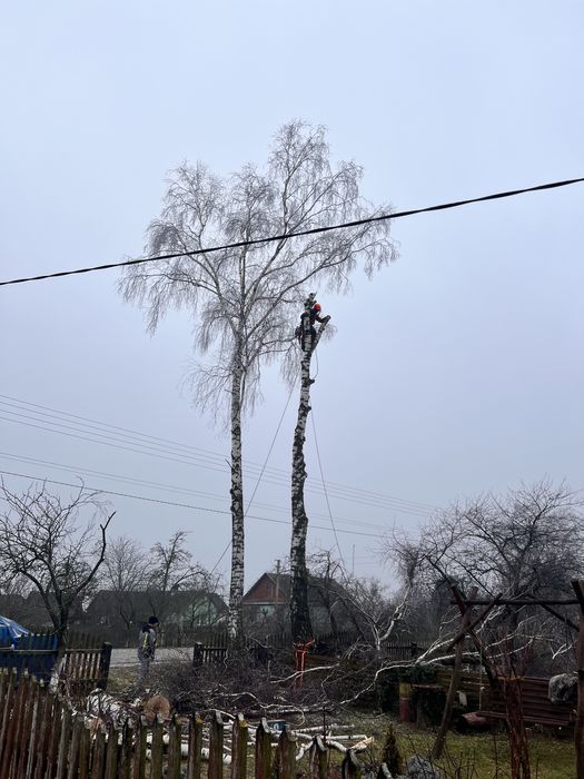 Зрізання дерев, обрізка валка дерев, спилювання, чистка ділянок,