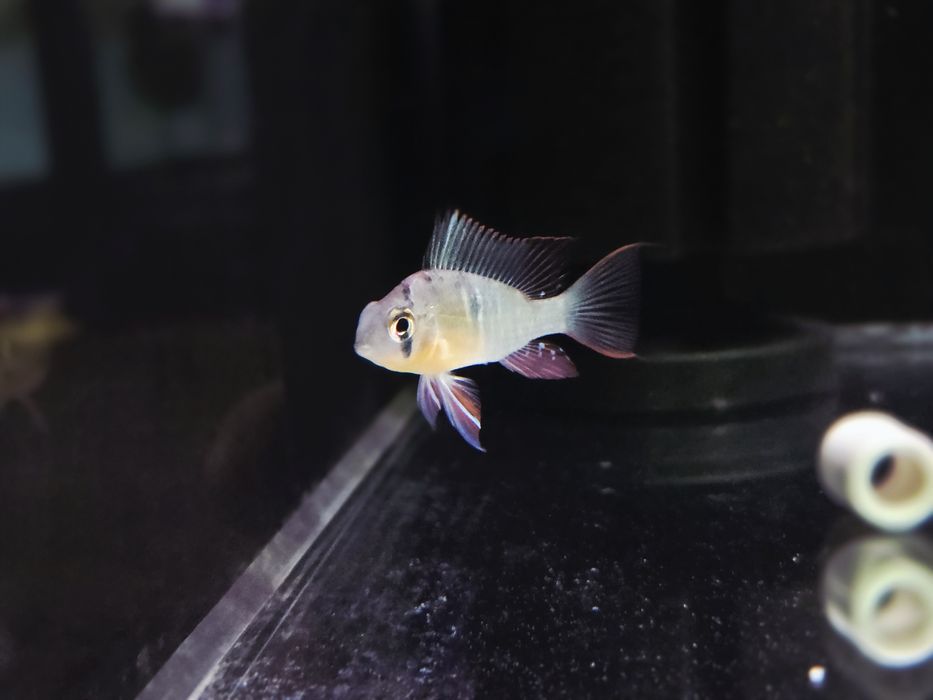Pielęgniczka Boliwijska (Mikrogeophagus altispinosus)