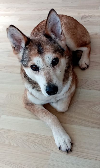 Piękna Nora szuka domku
