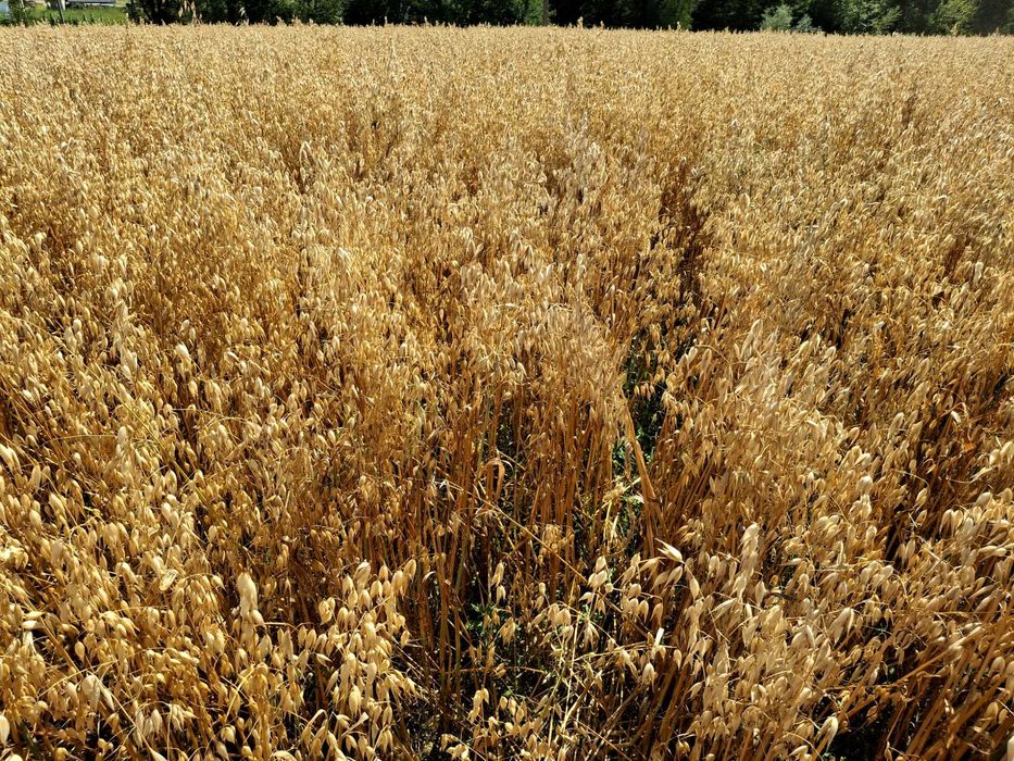 Owies sprzedam ładny