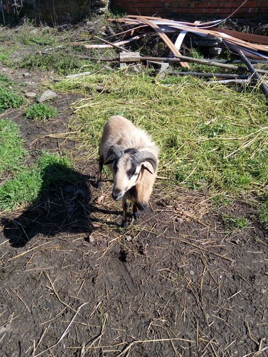 Vendo ovelhas e crias