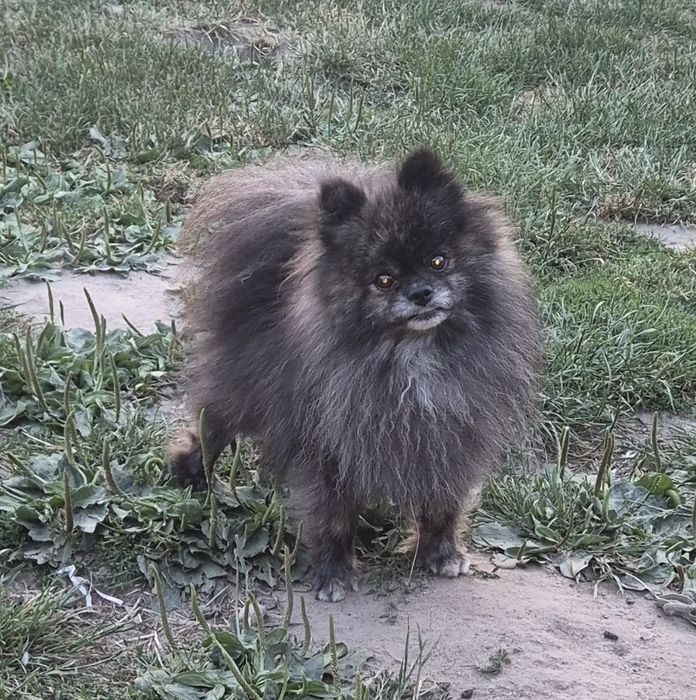 Pies pomeranian bardzo kolor wilczy