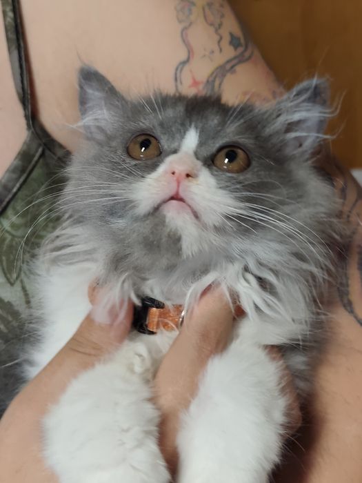 Persa MENINA fofinha