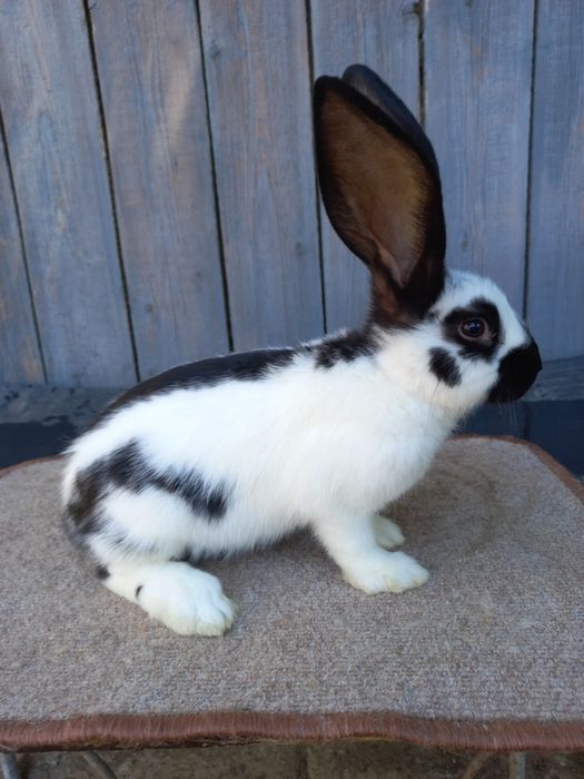 Німецький строкач