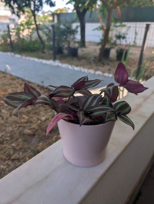 Planta Lambari Roxo