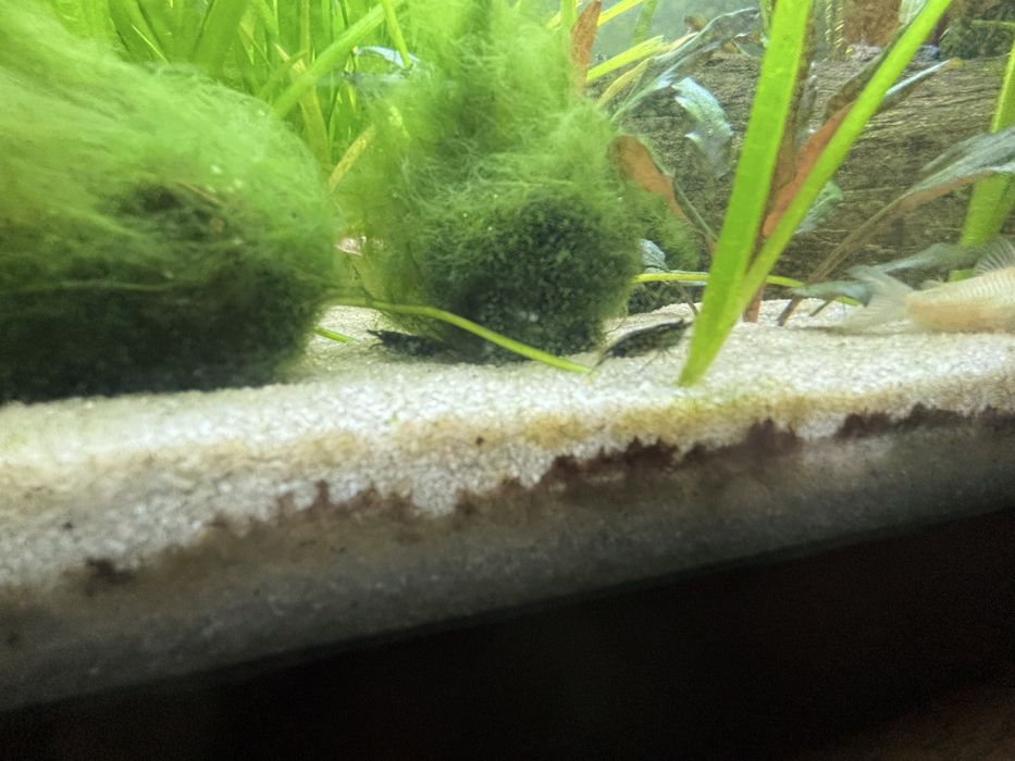 Camarões Azuis - neocaridina