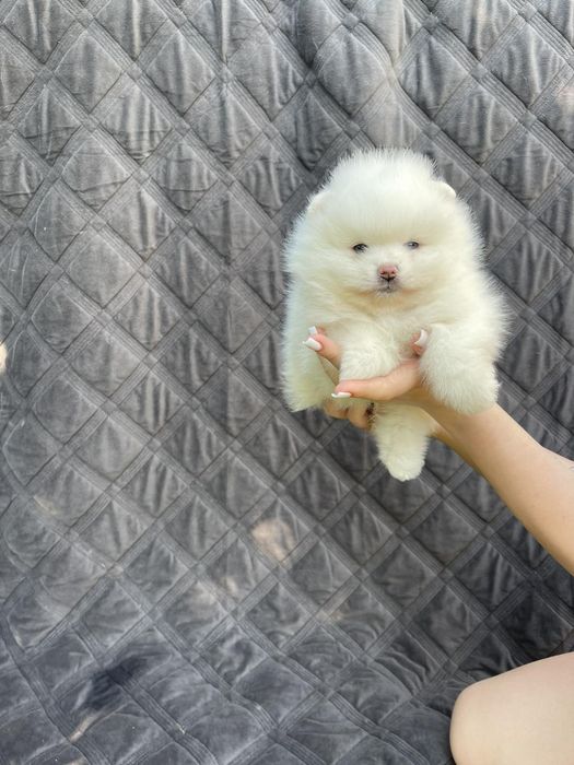 Щпіц хлопчик і дівчинка