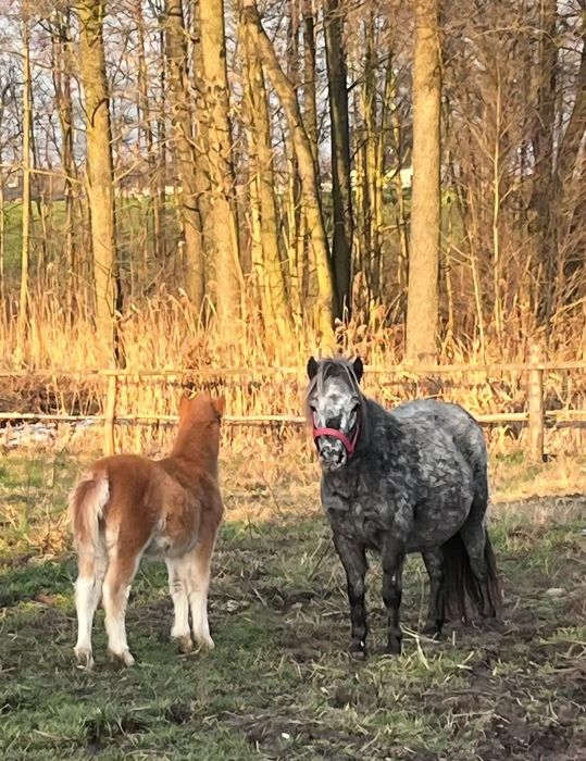 Sprzedam kucyki klaczki