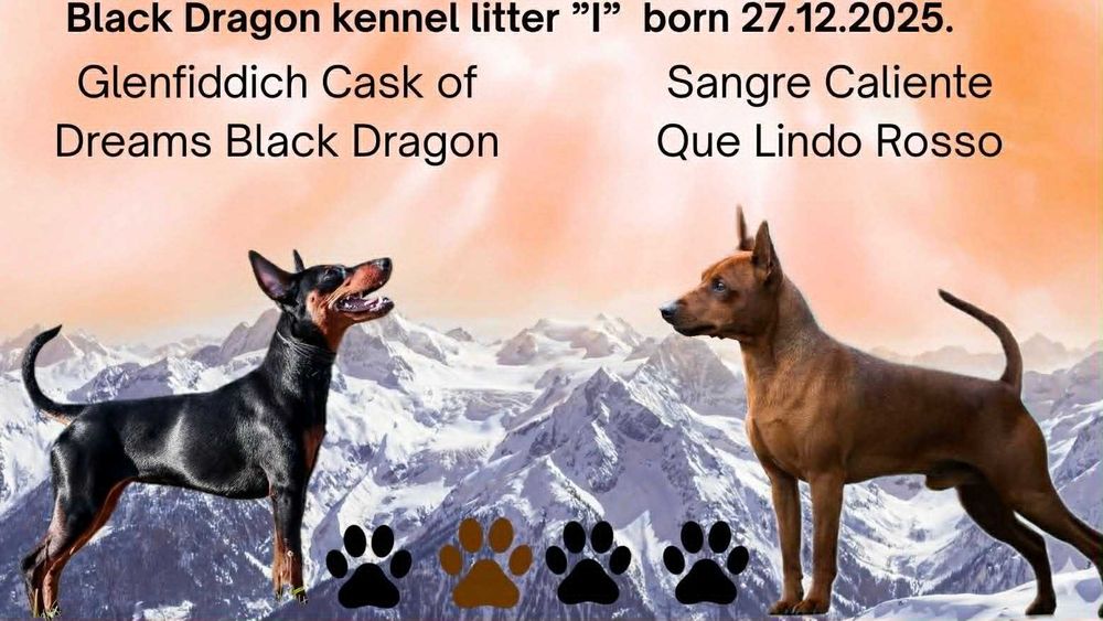 pinczer miniaturowy , szczenię z rodowodem FCI