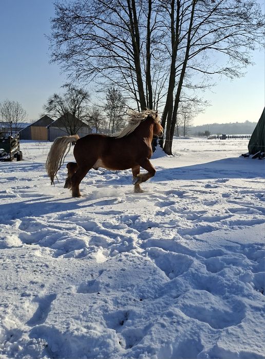 Ogier sokólski Galop