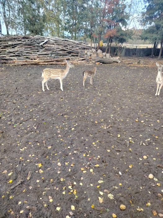 Sprzedam młodego samca i 4letnia samice zakoconą