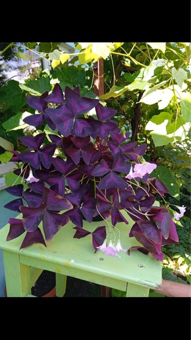 Продам цветы