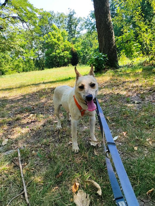 Olaf- mały zwinny psiak do adopcji