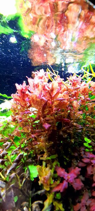 Rotala Macranda red roślina akwariowe