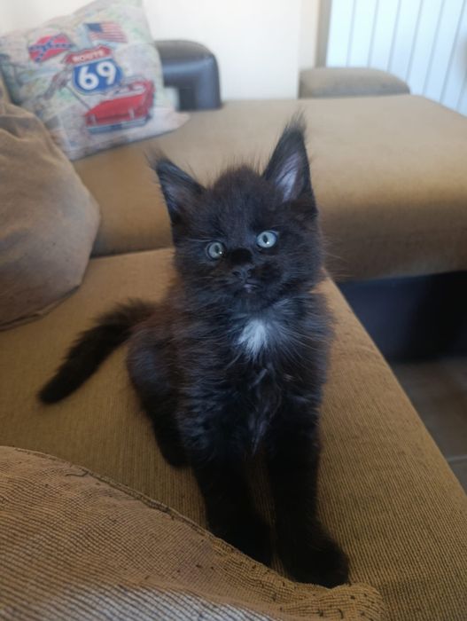 Maine  coon  fêmea com lop