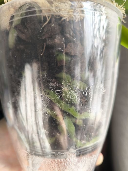 Орхідея  біг ліп