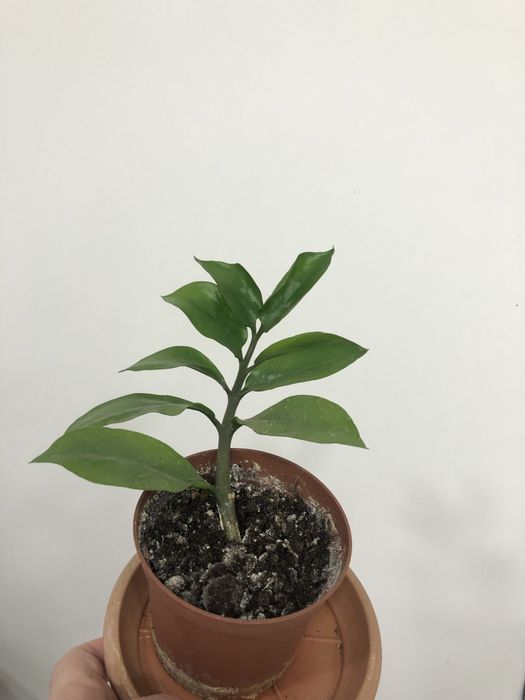 замиокулькас замиелистний