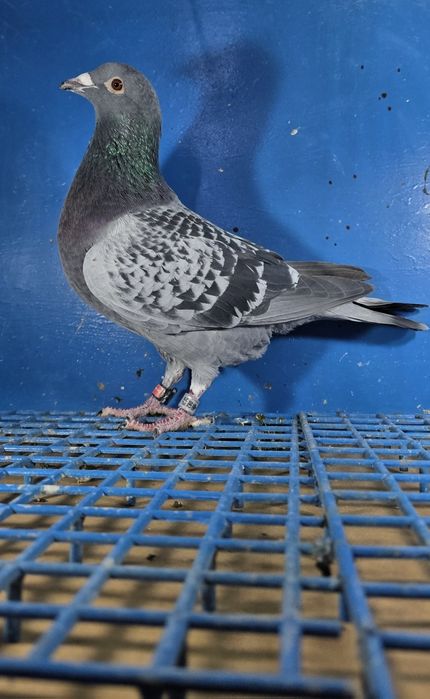 Gołąbek Lotowy Samczyk M Trzaska