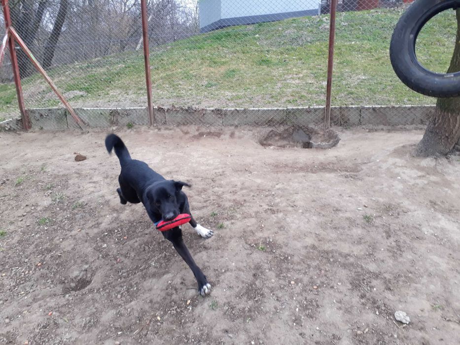 JOGIN - przyjazny, łągodny, wesoły. [FILMIKI]