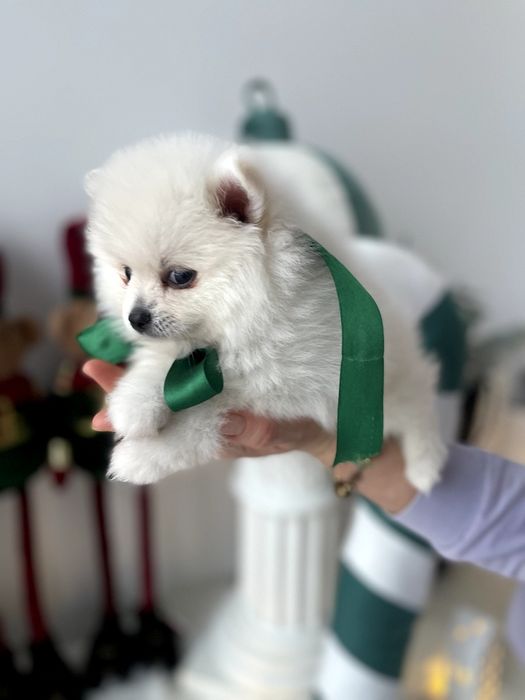 Обіймай і не відпускай  чарівні Померанські шпіци тут!