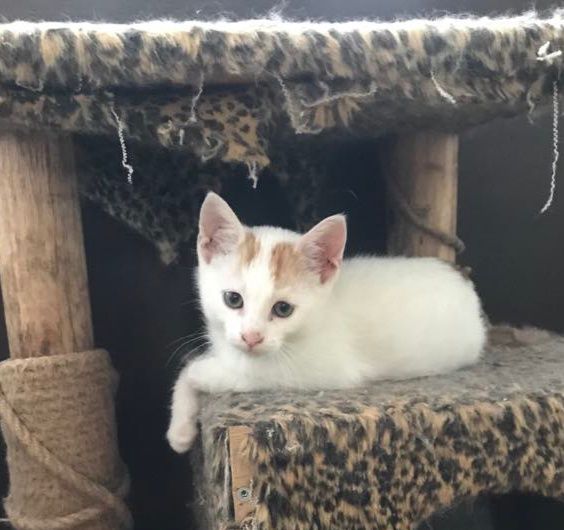 Кошеня. Кіт. Киця.