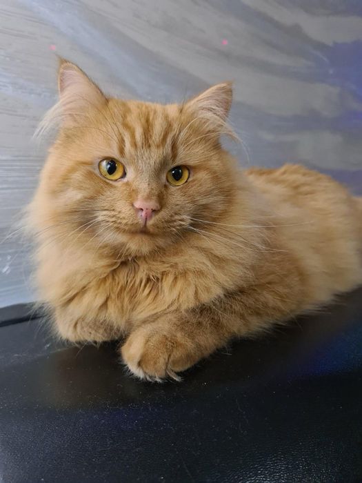 Загубився кіт, якщо хтось бачив, то будь ласка напишіть чи подзвоніть.