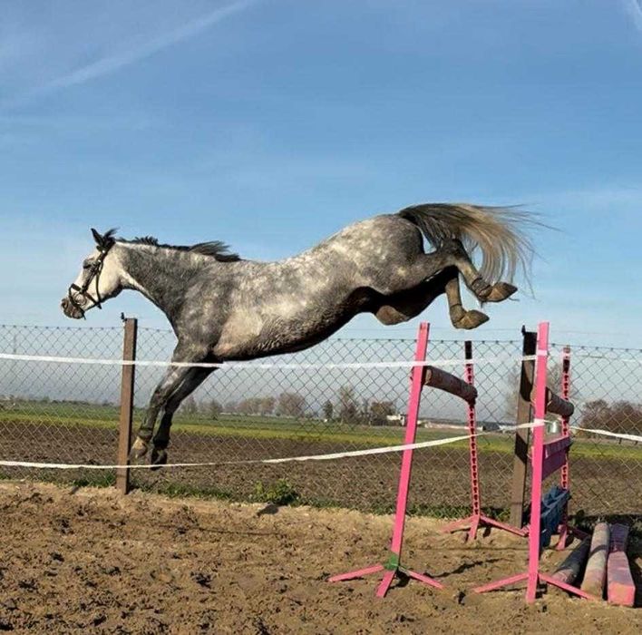 Kuc walijski 138cm, 6 lat do sportu/rekreacji