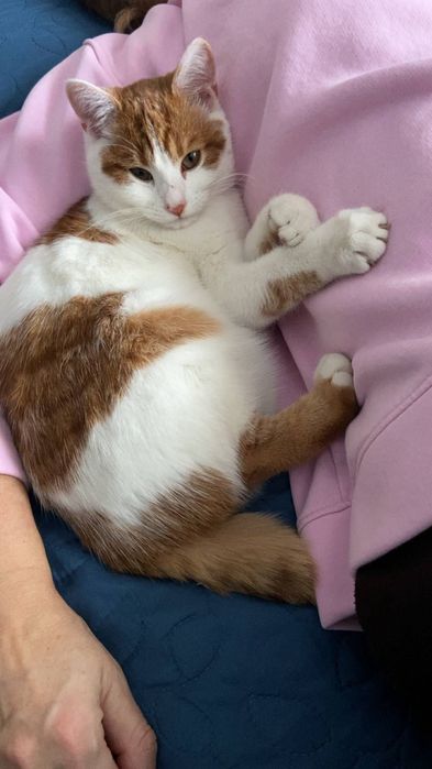 ЗНИК КІТ! Зник 6 квітня у районі вул.Луцька (район магазинів 24/7,аврора) Кіт домашній, але звик гуляти на вулиці. Не кастрований.