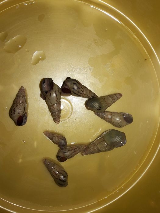 Людвигия + Анубиас