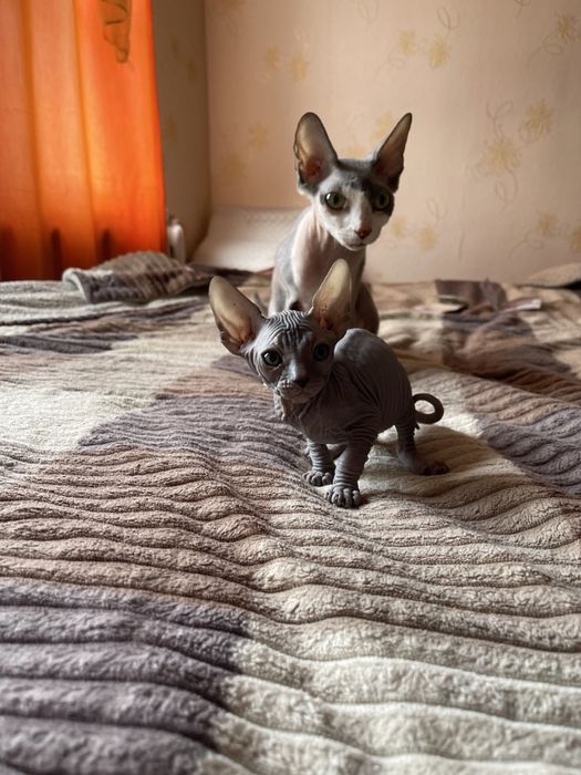 Маленька принцеса сфінкс шукає свою люблячу сім’ю!