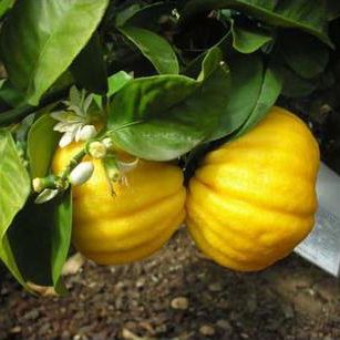 Лимон Меллароза (C. Limon Mellarosa) комнатный.