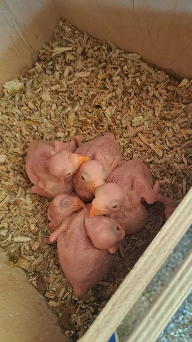 Ring necks criar a mão varias mutações