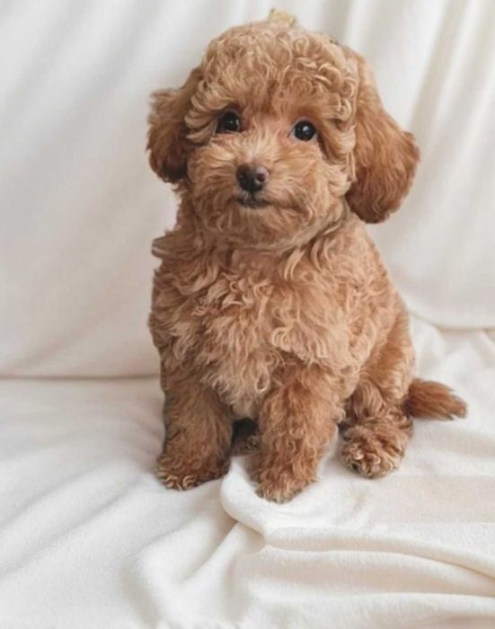 Породная девочка той пудель.