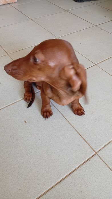 Exelente femia kaninchen arlequim