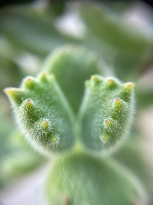 Суккуленти кімнатні сукуленты суккуленты