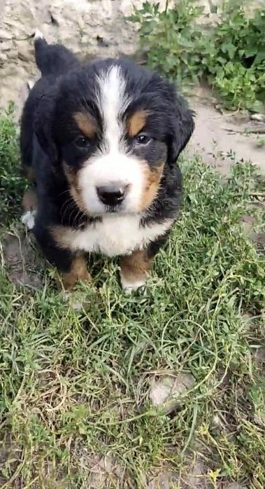 Продаються песенятка породи бернського зенненхунда, роджені 4 липня,