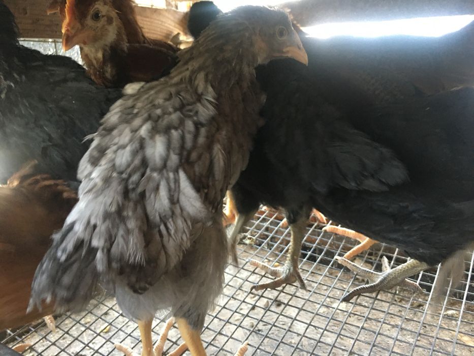 Доминант подросток курочка 55 дней