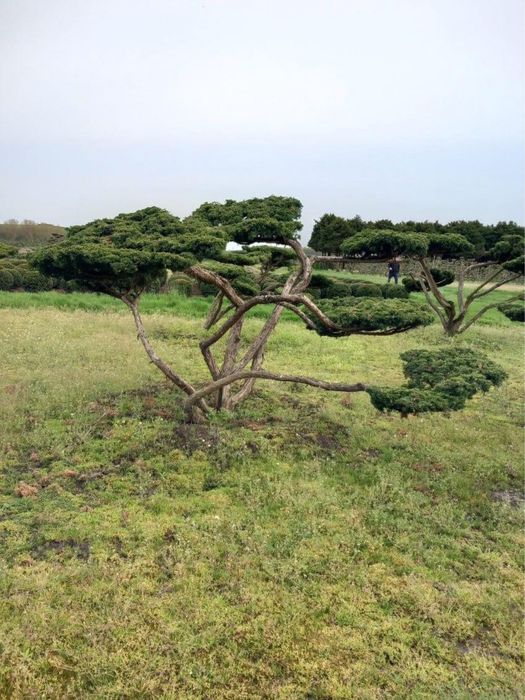 Bonsai-Niwaki formowane sosna cis jałowiec. Laurowiśnia jodła szmaragd