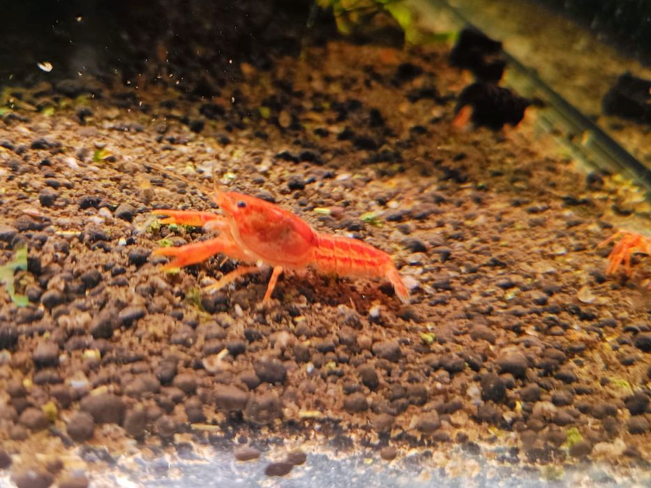 Raczki karłowate orange