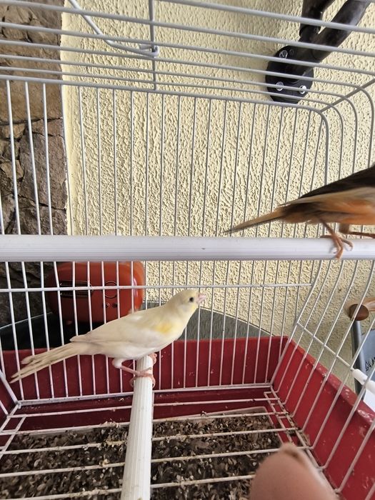 Cedo canários machos a cantar, com várias cores