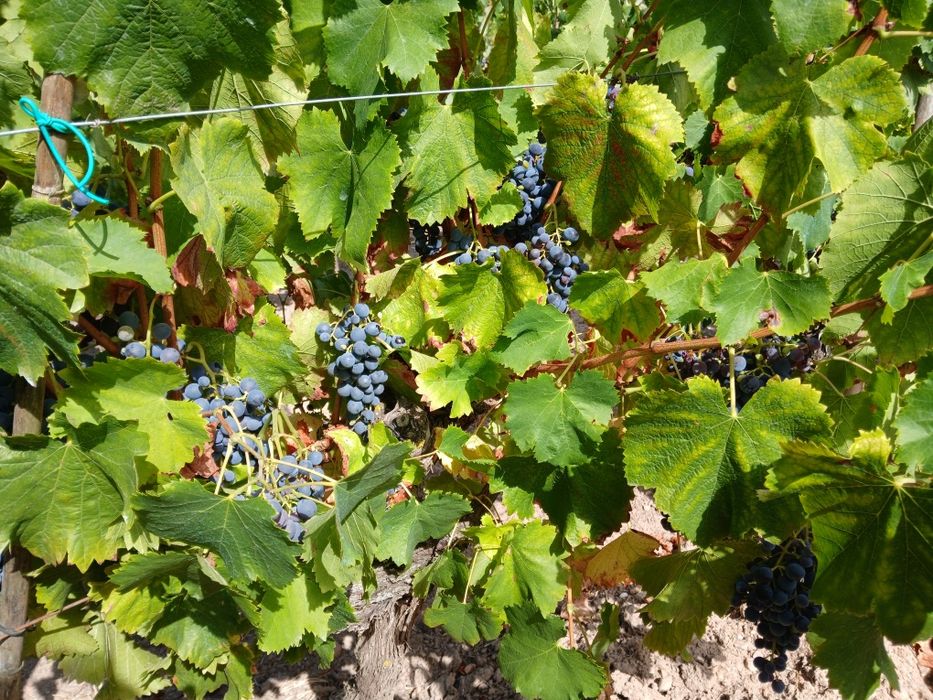 Vendo uvas tintas e brancas para vinho